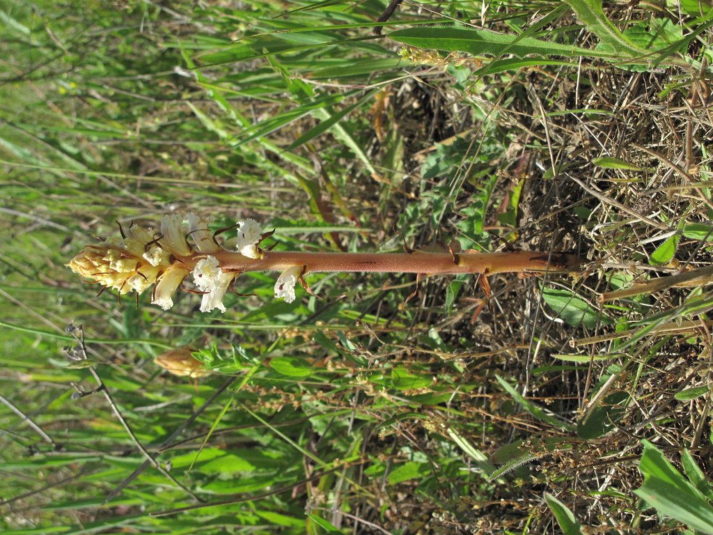 Orobanche picridis
